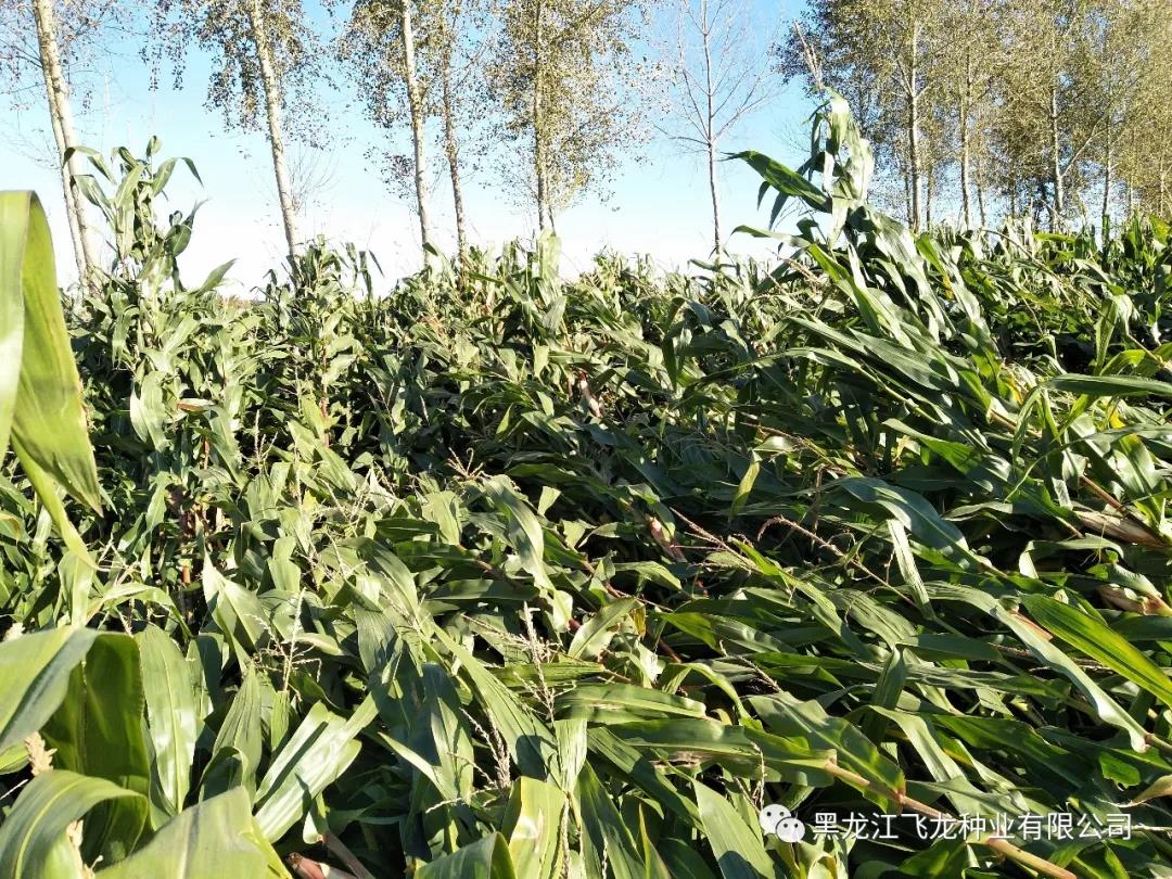 1640677655114141.jpg 6.jpg