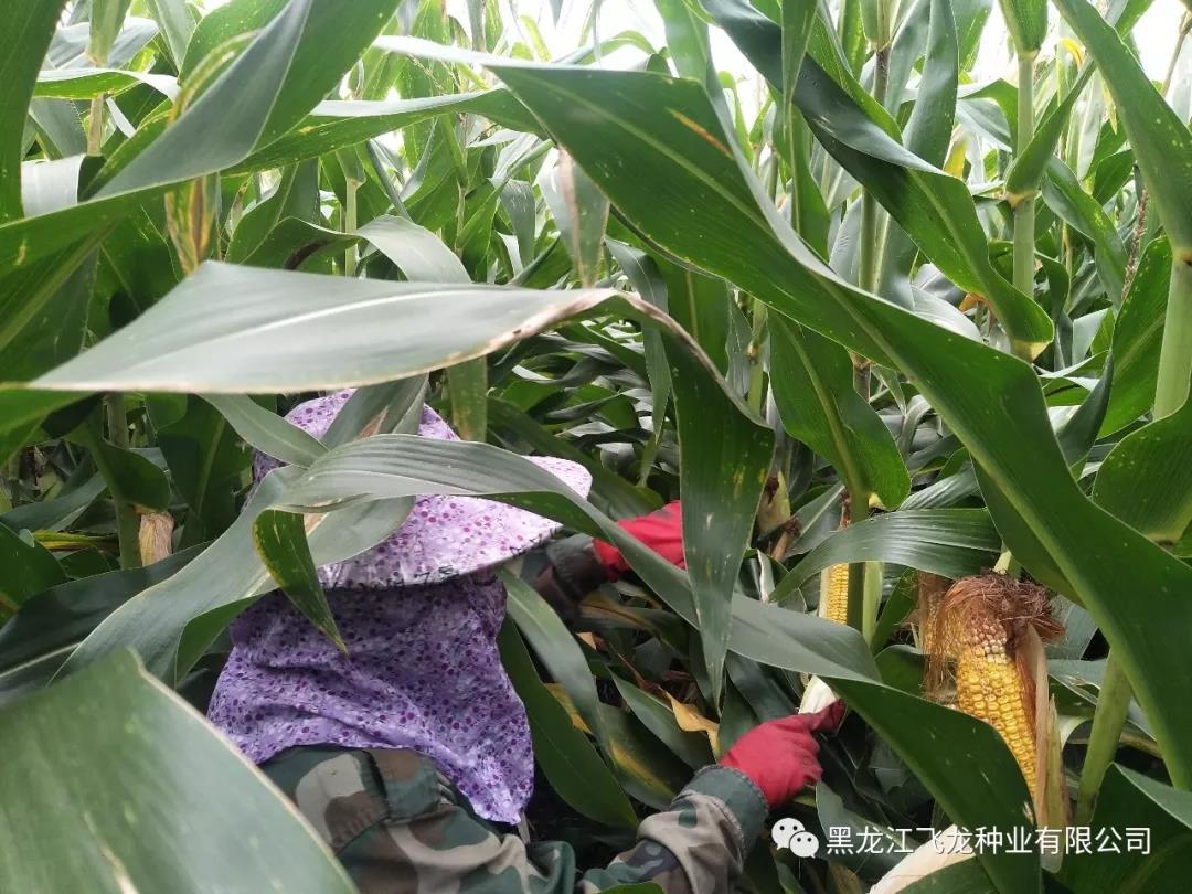 1640677781700342.jpg 11.jpg