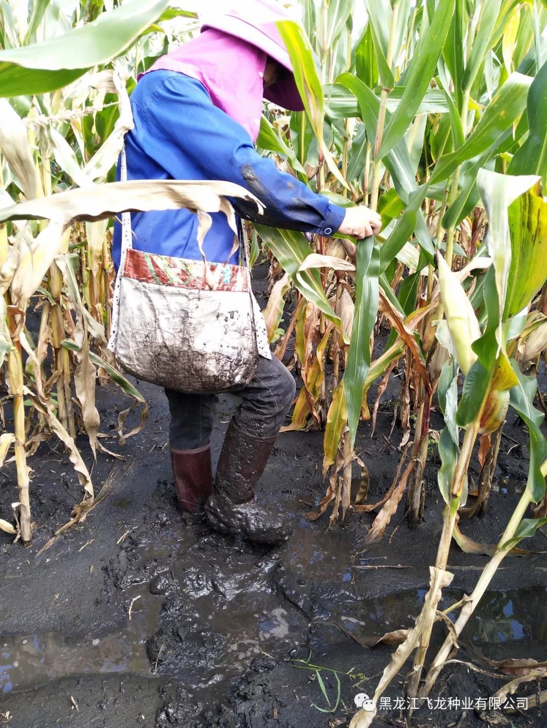 1640677925851771.jpg 17.jpg