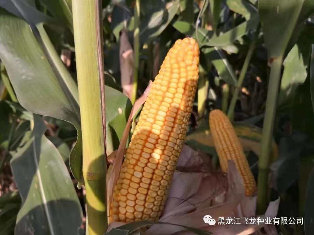 1640677981732013.jpg 2.jpg